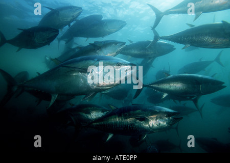 Northern Bluefin tuna Thunnus thynnus Mexico Pacific Ocean Stock Photo