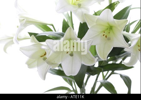 a group of white easter lilly within a bunch,  known as lilium longiflorum, shot against a white background Stock Photo