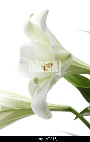 White Easter Lily Close Up Shallow Dof Stock Photo - Alamy