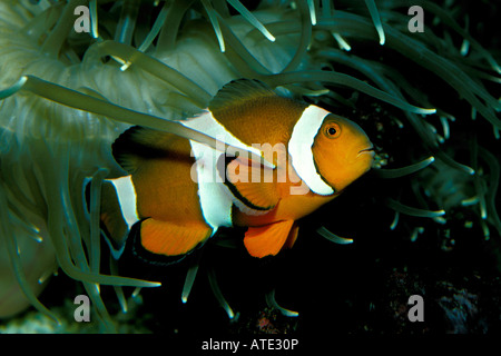 False clown anemonefish Amphiprion ocellaris Australia Pacific Ocean Stock Photo
