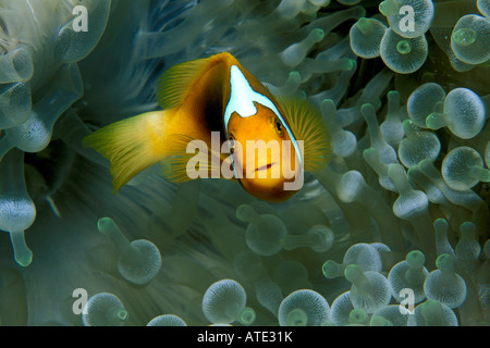 White bonnet anemonefish Amphiprion leucokranos Fiji Pacific Ocean Stock Photo