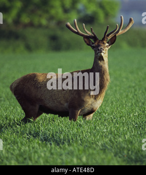 red deer stag on norfolk farmland early morning in may Stock Photo