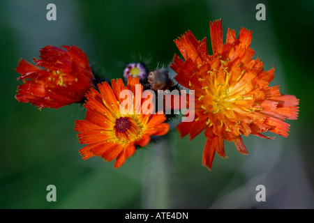 Floral splendour in the autumn sun Stock Photo