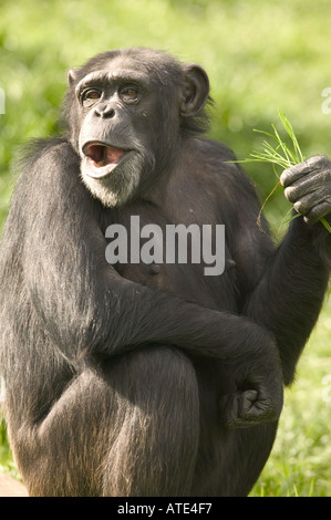 Close up image of a Chimpanzee Pan troglodytes doing its Norman Wisdom impersonation Stock Photo