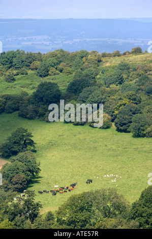 VIEW OF A COTSWOLD HILL NEAR ULEY IN GLOUCESTERSHIRE WITH CATTLE ENTERING A FIELD OF GRAZING SHEEP Stock Photo