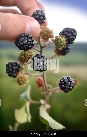 RIPENING BLACKBERRIES IN A HEDGEROW UK Stock Photo