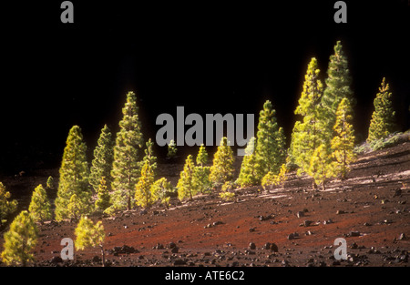 Conifers growing on black lava Parque Nacional del Teide Tenerife Canary Islands Spain Stock Photo