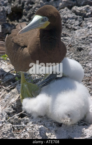 Brown Booby Bird with young on nest in Cayman Brac Cayman Islands Stock Photo