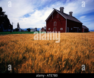 Ripe wheat waits for the combine at a Montana grain ranch Stock Photo