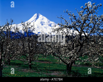 Glaciated summit cone of mount Hood in Oregon is seen from the blooming apple orchards of the Hood River Valley Stock Photo
