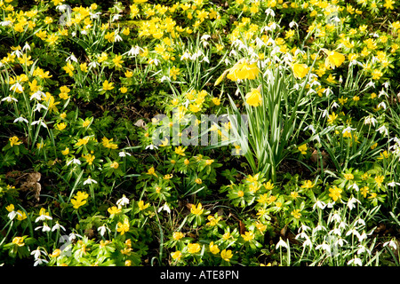 Winter Aconites Latin name:Eranthis hyemalis , Snowdrops latin name: Galanthus nivalis and Daffodils latin name: Narcissus Stock Photo