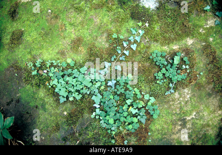 Clover and moss growing on a stone in woodland Stock Photo