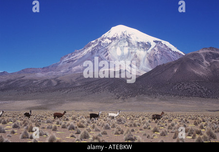 Sajama volcano and llamas (Lama glama) , Sajama National Park, Bolivia Stock Photo