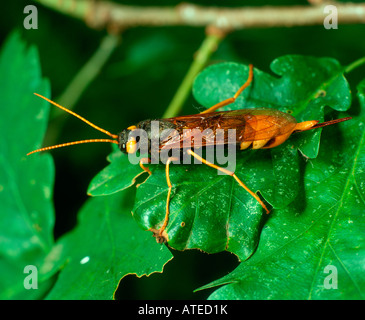 Giant Wood Wasp, Giant Horntail, Greater Horntail Stock Photo