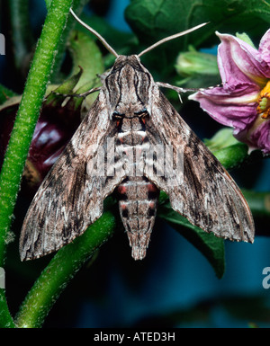 Convolvulus Hawkmoth, Morning Glory Sphinx Moth Stock Photo