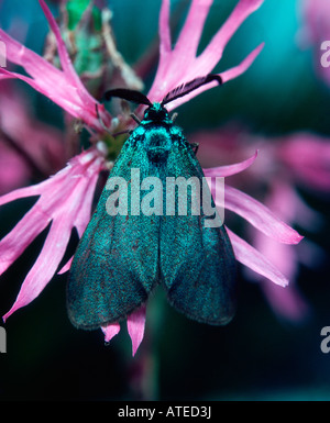 Common Forester Moth Stock Photo