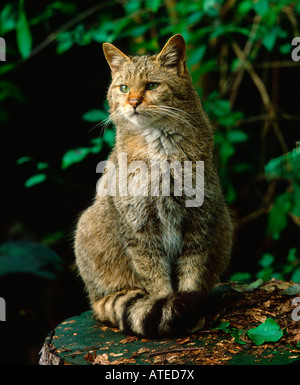 European Tree Cat Common Wild Cat / European Wild Cat Stock Photo - Alamy