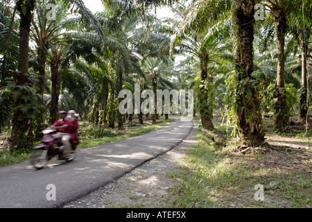 Oil palm plantation in Malaysia. Stock Photo