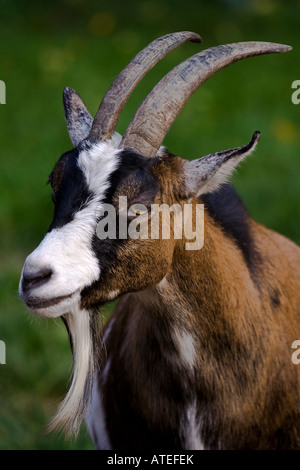 Portrait of a West African dwarf goat prominently showing its long goatbeard Stock Photo