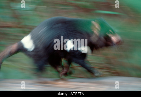 Tasmanian Devil / Beutelteufel / Tasmanischer Teufel Stock Photo