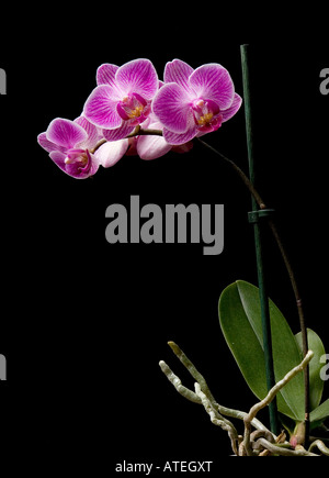 Pink flowering Orchid against black background. Stock Photo