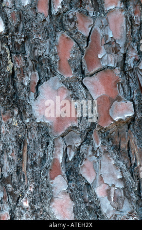 Stone Pine / Stock Photo
