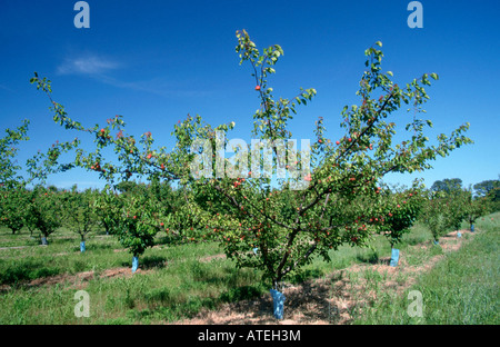 Apricot Plantation Stock Photo
