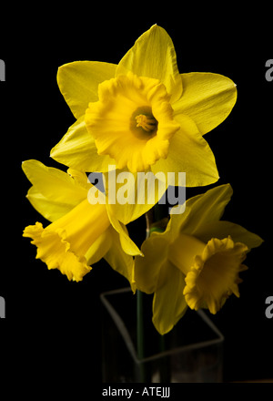 Close-up of  3 Daffodils heads with black background. Stock Photo