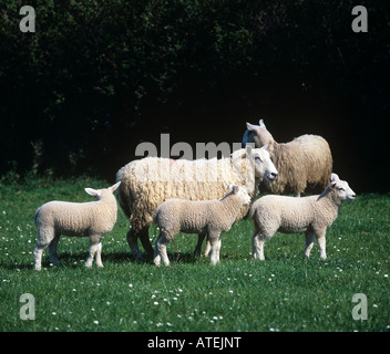 Exmoor mule ewe with triplet lambs blue faced Leicester X Exmoor horn Devon Stock Photo