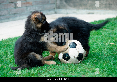 German Shepherd / Alsatian Stock Photo