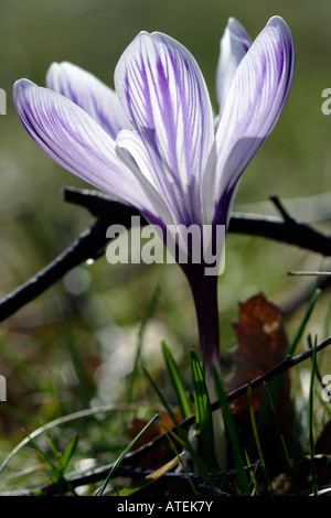 Floral splendour in the spring sun Stock Photo