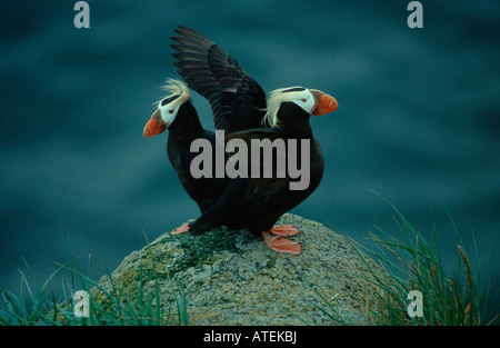 Tufted Puffin Stock Photo