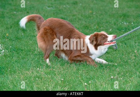 Border Collie Stock Photo