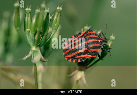 Shieldbug / Streifenwanze / Gestreifte Schildwanze Stock Photo