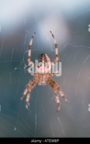 Cross Orbweaver / Gartenkreuzspinne / Gemeine Kreuzspinne Stock Photo