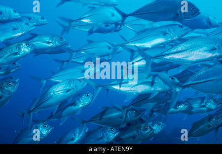 Horse-eye Jack / Horse-eye Trevally / Grossaugen-Makrele Stock Photo