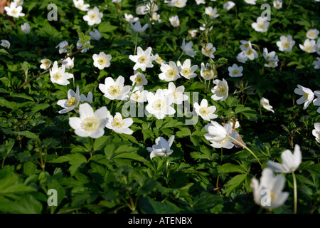 Wood anemones in the spring sun Stock Photo