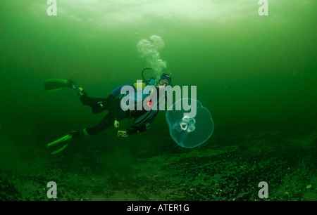Diver and Moon Jelly / Common Jellyfish / Taucher und Ohrenqualle