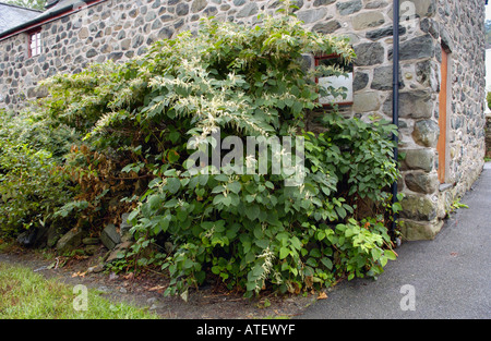 Japanese Knotweed growing by side of house in the town of Dolgellau Gwynedd North Wales UK