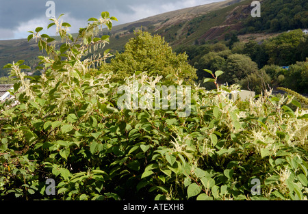 Japanese Knotweed growing vigerously in the Rhondda Valley it is endemic in the industrial valleys of South Wales UK Stock Photo