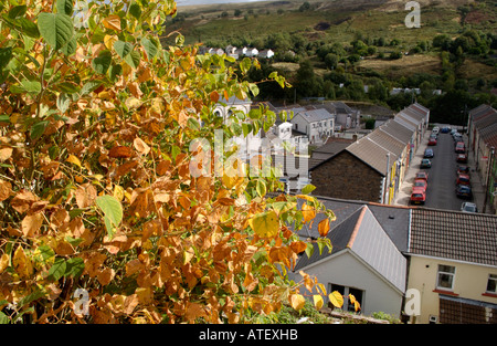 Japanese Knotweed growing vigerously in the Rhondda Valley it is endemic in the industrial valleys of South Wales UK Stock Photo