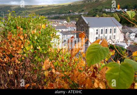 Japanese Knotweed growing vigerously in the Rhondda Valley it is endemic in the industrial valleys of South Wales UK Stock Photo