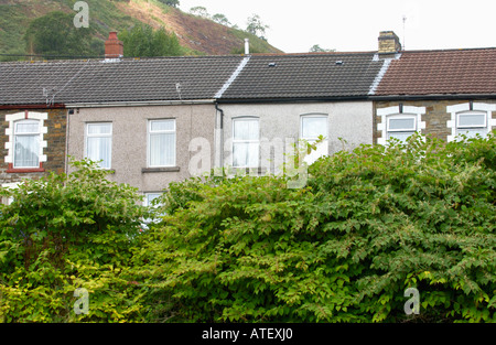 Japanese Knotweed growing vigerously in the Rhondda Valley it is endemic in the industrial valleys of South Wales UK Stock Photo