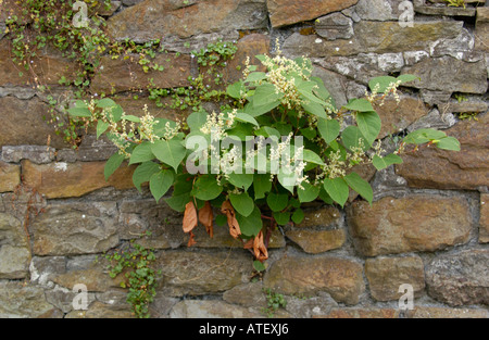 Japanese Knotweed growing vigerously in the Rhondda Valley it is endemic in the industrial valleys of South Wales UK Stock Photo