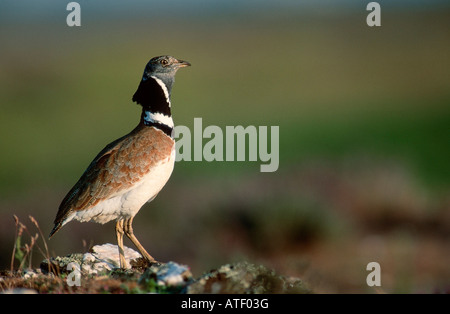 Little Bustard Stock Photo