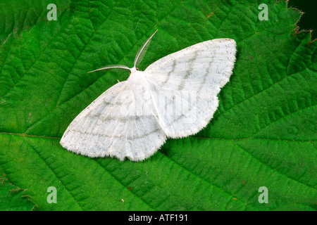 Common White Wave Cabera exanthemata at rest on leaf potton bedfordshire Stock Photo