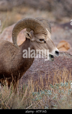 Endangered Peninsular Bighorn Ram Anza Borrego Desert State Park San Diego California Stock Photo