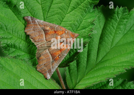 Angle Shades Phologophora meticulosa at rest on leaf potton bedfordshire Stock Photo