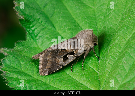 Hebrew Character Orthosia gothica at rest on leaf potton bedfordshire Stock Photo