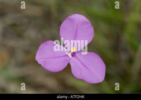 Purple Flag (Patersonia occidentalis) flower Wandering Western Australia September Stock Photo